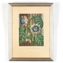 The Quadrangular Passion Flower by Robert John Thornton, Hand-colored stipple and line engraving with aquatint, sold Jan 2018