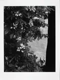 Avril à Paris, 1953 by Willy Ronis, Épreuve argentique (c. 1990), sold Dec 2021