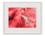 Touch Blossom by Pipilotti Rist, 2009, Digital print in colors ; signed and numbered, sold May 2019