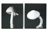 Untitled by Christopher Beane, Two chromogenic prints featuring white mushrooms, sold May 2026