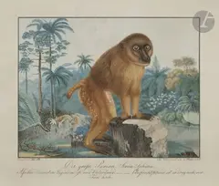 Der Grosse Pavian. Simia Sphinx by Aloys Zötl, 1836, Aquarelle et encre, sold Mar 2019