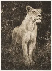 LIONESS AGAINST DARK FOLIAGE, SERENGETI by Nick Brandt, archival pigment print, 2012, from Across The Ravaged Land, sold Oct 2026