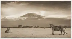 LIONESS WITH KILIMANJARO, AMBOSELI by Nick Brandt, archival pigment print, 2010, from Across the Ravaged Land, offered Oct 2026
