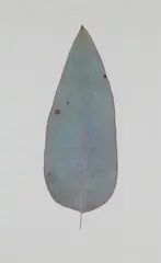 EUCALYPTUS LEAF VI by Jonathan Delafield Cook, 2000, pastel, sold Aug 2026