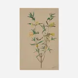 Southern Bush Monkeyflower (Diplacus longiflorus) by Albert R. Valentien, watercolor and gouache on paper, sold Oct 2026