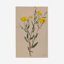 Bush Poppy (D. rigida) by Albert R. Valentien, watercolor and gouache on paper, sold Oct 2026