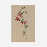 Pacific Pea (L. vestitus) by Albert R. Valentien, watercolor and gouache on paper, sold Oct 2026