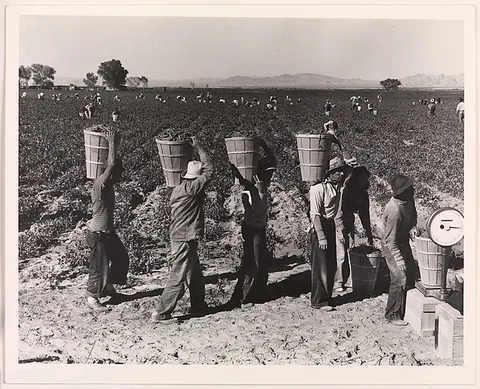 Dorothea Lange, Pea Pickers Line Up on Edge of Field at Weigh Scale, near Calipatria, Imperial Valley, California, February