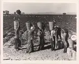 Dorothea Lange, Pea Pickers Line Up on Edge of Field at Weigh Scale, near Calipatria, Imperial Valley, California, February