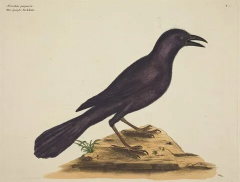 Mark Catesby, The Purple Jack Daw (Gracula Quiscula)