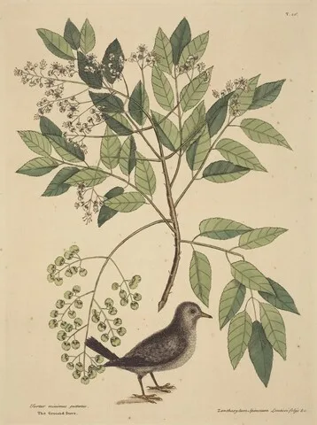 Mark Catesby, The Ground Dove (Columba passerina)