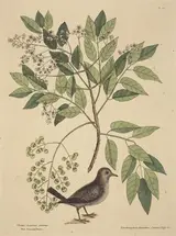 Mark Catesby, The Ground Dove (Columba passerina)