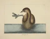 Mark Catesby, The Pied-billed Dobchick (Colymbus podiceps)