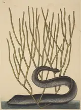 Mark Catesby, The Black Muray (Muraenae helenae varietas)