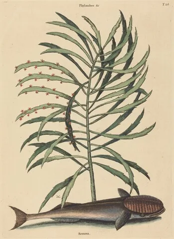 Mark Catesby, The Sucking Fish (Echeneis Naucratis)