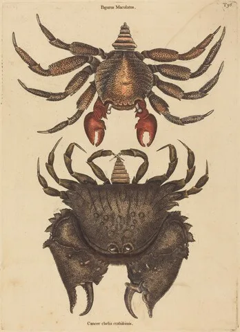 Mark Catesby, The Red Mottled Rock-crab (Cancer grapsus)
