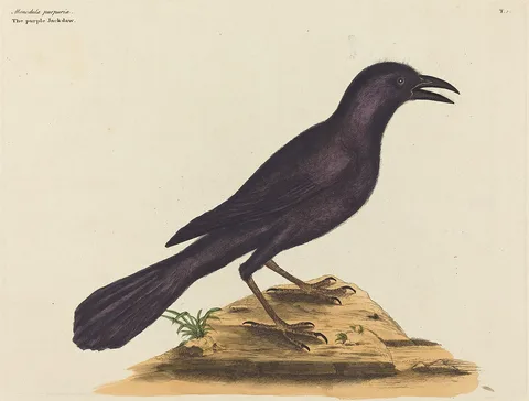 Mark Catesby, The Purple Jack Daw (Gracula Quiscula)