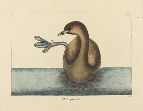 Mark Catesby, The Pied-billed Dobchick (Colymbus podiceps)
