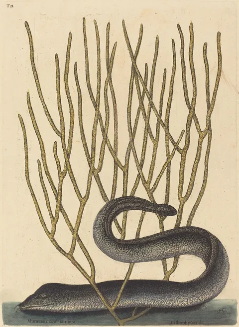 Mark Catesby, The Black Muray (Muraenae helenae varietas)