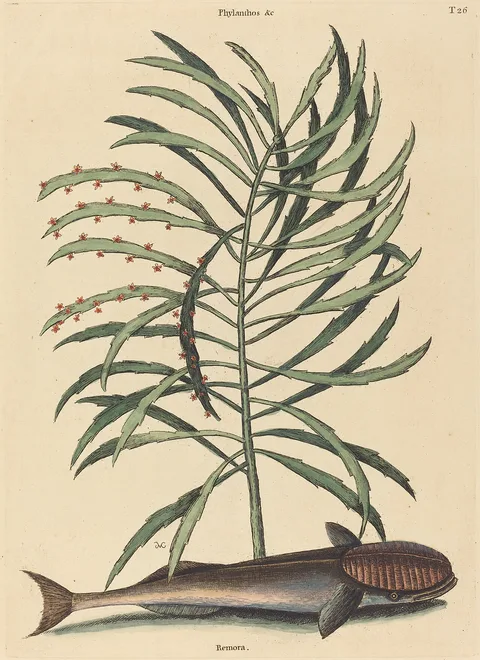 Mark Catesby, The Sucking Fish (Echeneis Naucratis)