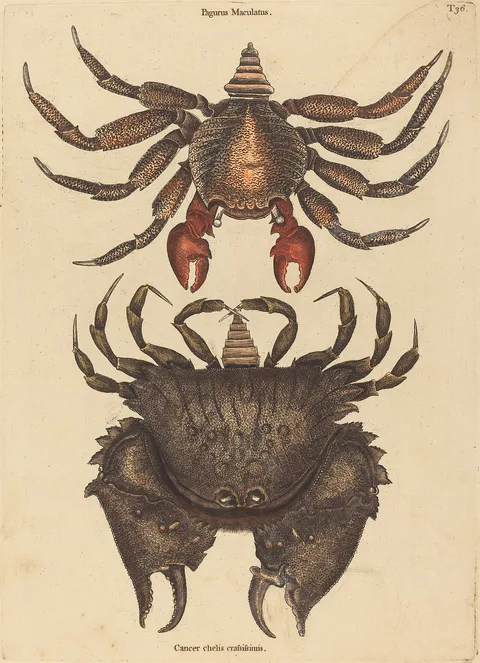Mark Catesby, The Red Mottled Rock-crab (Cancer grapsus)