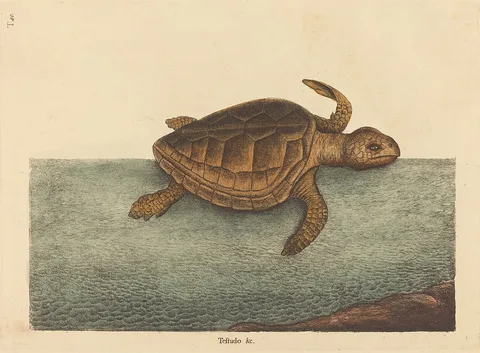 Mark Catesby, The Logger-head Turtle (Testudo Cavanna)
