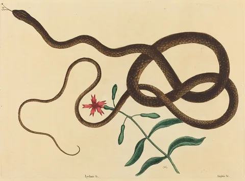 Mark Catesby, The Coach-Whip Snake (Coluber flagellum)