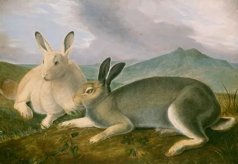 John James Audubon, Arctic Hare
