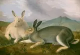 John James Audubon, Arctic Hare