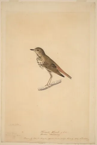 John James Audubon, Hermit Thrush