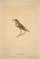 John James Audubon, Hermit Thrush