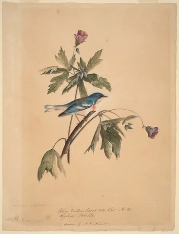 John James Audubon, Blue Yellow Back Warbler
