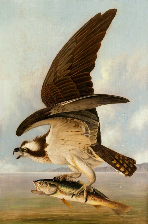 John James Audubon, Osprey and Weakfish