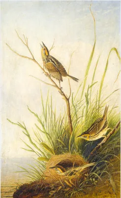 John James Audubon, Sharp-Tailed Finch