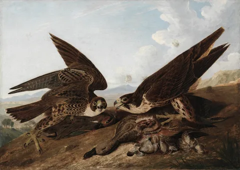 John James Audubon, Peregrine Falcons (Duck Hawks)