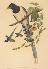 John Gould, Urocissa magnirostris