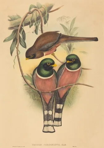 John Gould, Trogan personatus