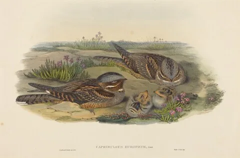 John Gould, Caprimulgus europaeus (Nightjar)