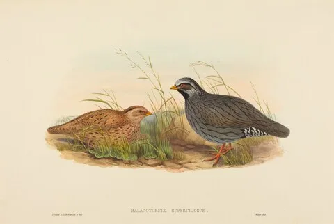 John Gould, Malacoturnix superciliosus (Mountain Quail)
