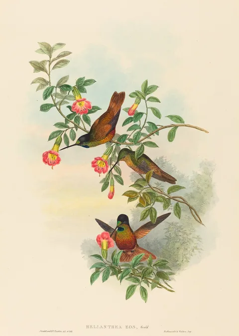 John Gould, Helianthea eos (Golden Star-frontlet)