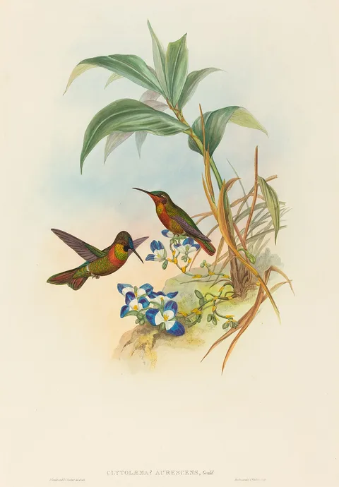 John Gould, Clytolaema aurescens (Banded Ruby or Gould's Ruby)