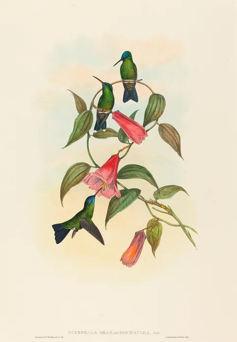 John Gould, Eucephala smaragdocaerulea (Gould's Wood Nymph)