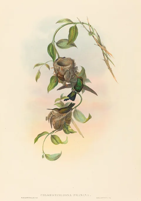 John Gould, Chlorostilbona prasina (Puncheran's Emerald)