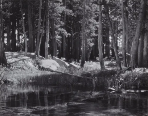 Ansel Adams, Lodgepole Pines, Lyell Fork of the Merced River