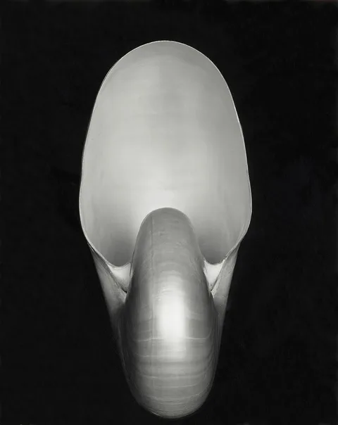 Edward Weston, Nautilus