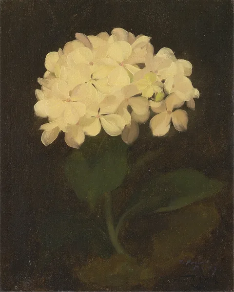Stuart Park, White Hydrangea