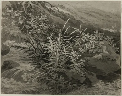 Adrian Zingg, Corner of the Meadow with Reeds and Other Plants