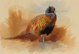 Archibald Thorburn, Study of a cock pheasant