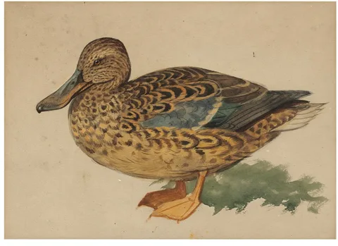 Archibald Thorburn, Studies of mallards