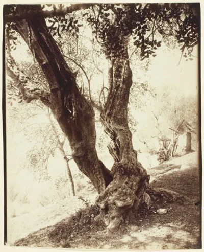 Eugène Atget, Olivier, Nice (Olive Tree, Nice)